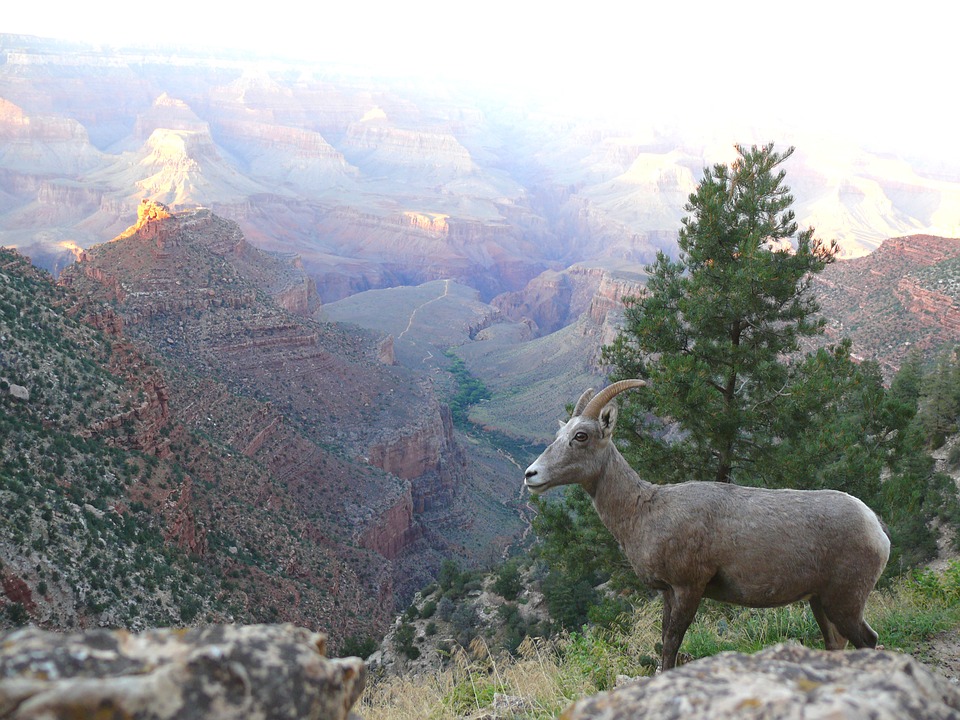 Wild ram Grand Canyon